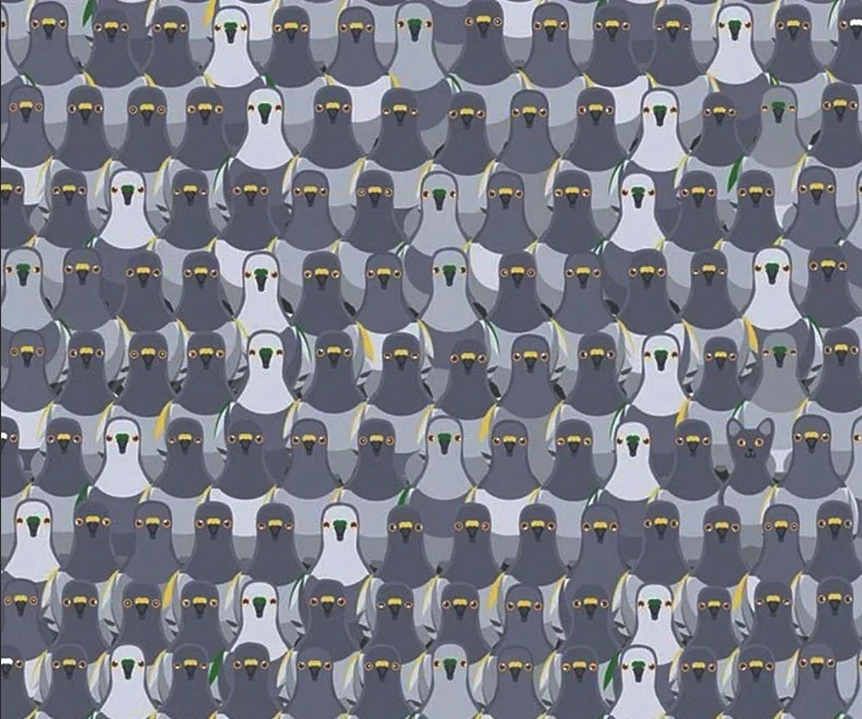 kedi.jpg